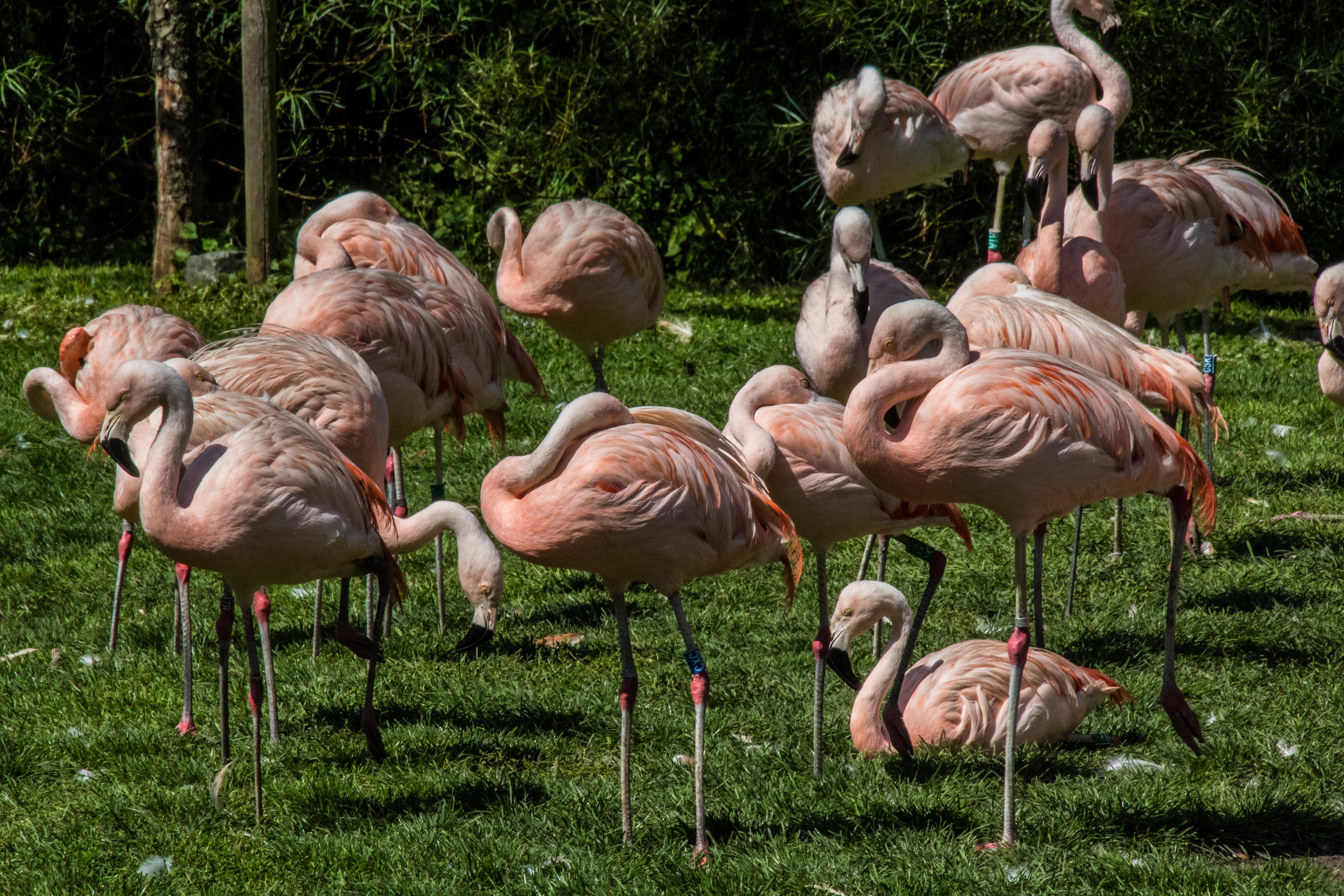 Flamant rose-02.jpg